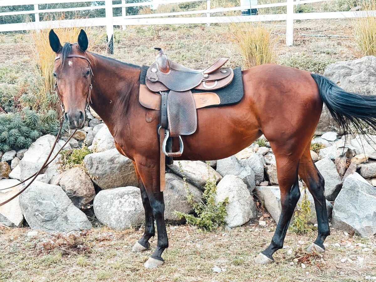 Quarter horse - 2