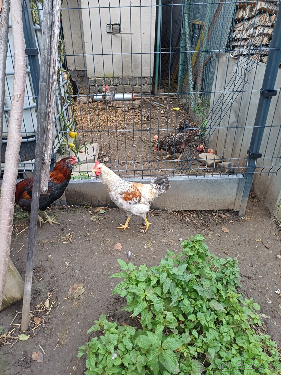 Kohúty araucana a cream legbar - 2