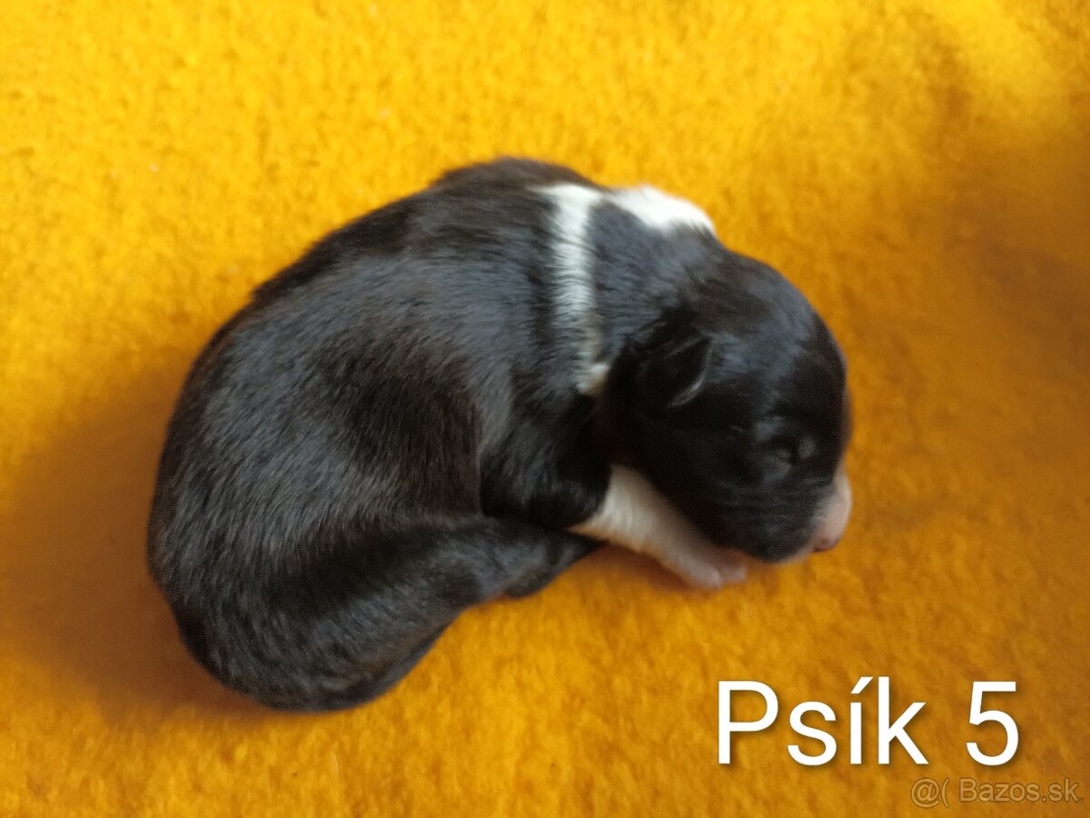 Border kolia - steniatka - 2