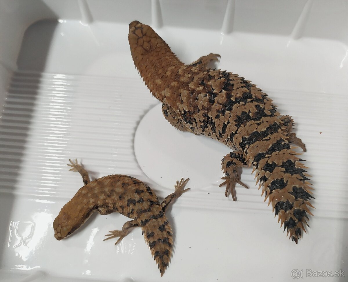 Egernia depressa - 2