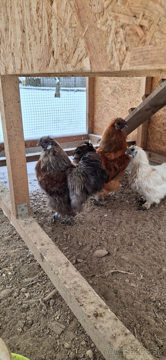 Kohúty - liliputy, hodvábničiak - 2