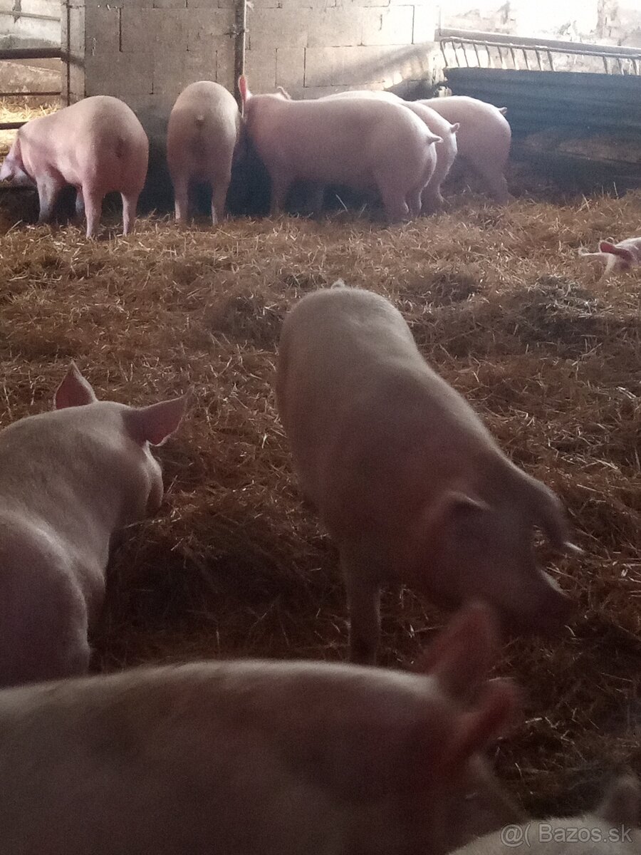 Predám ošípané - 2