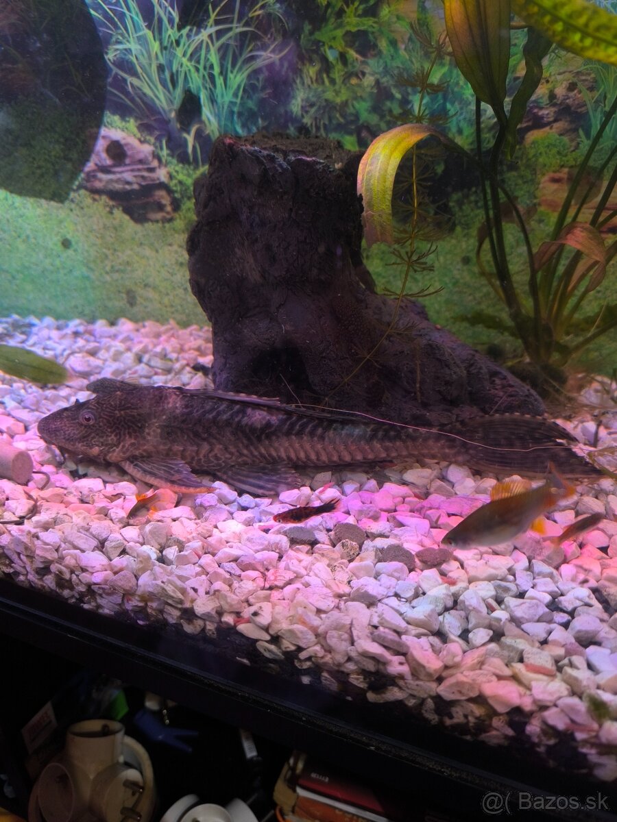 Prísavník velkoplutvý - 2