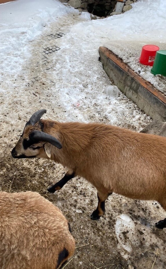 Kamerunský baran - 2