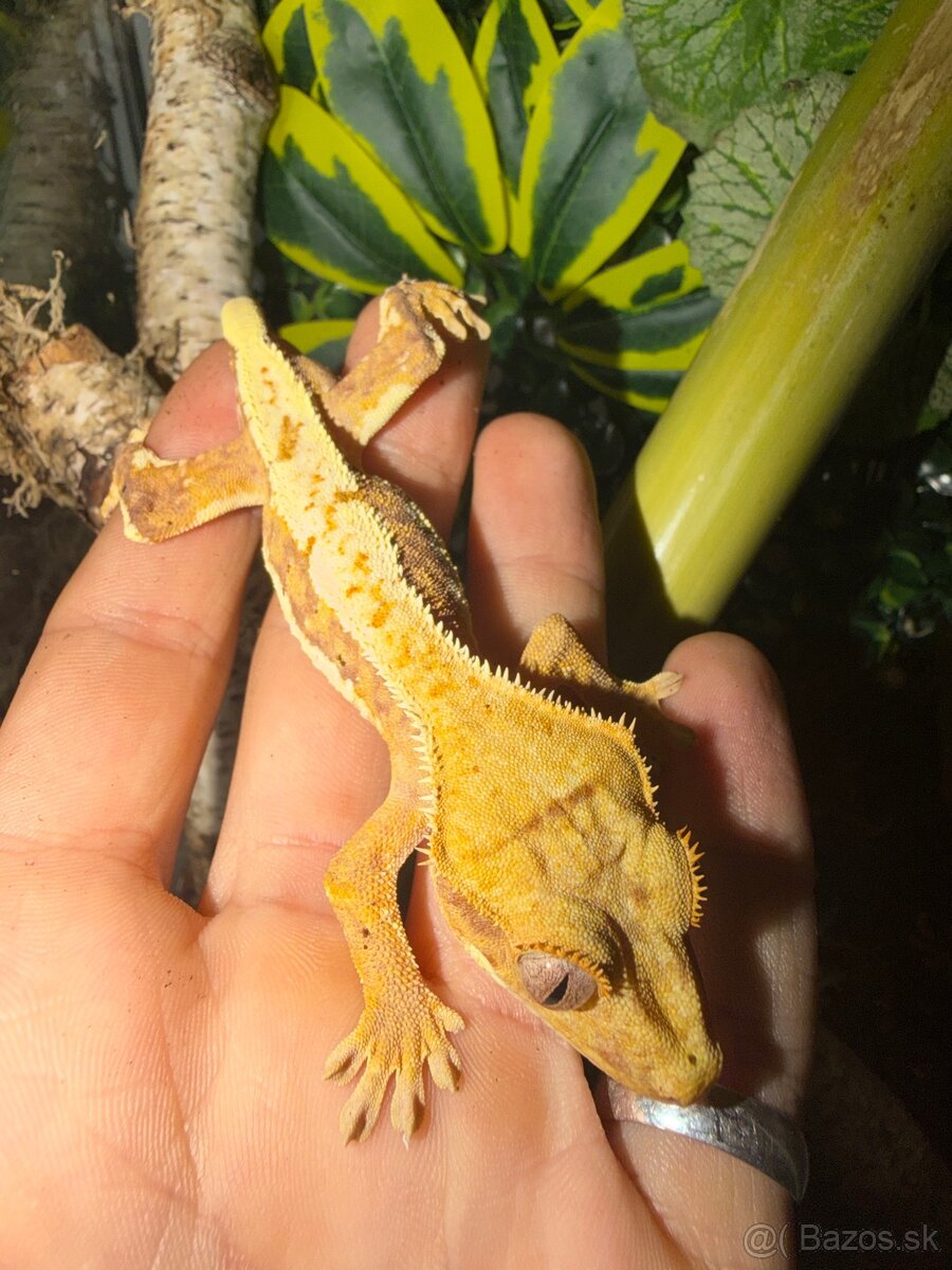 Terárium + Pagekon - 2