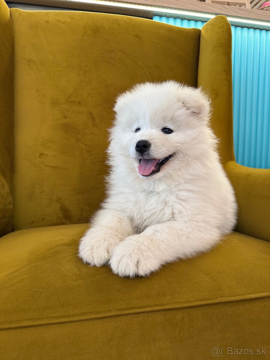 Samojed s PP - 2