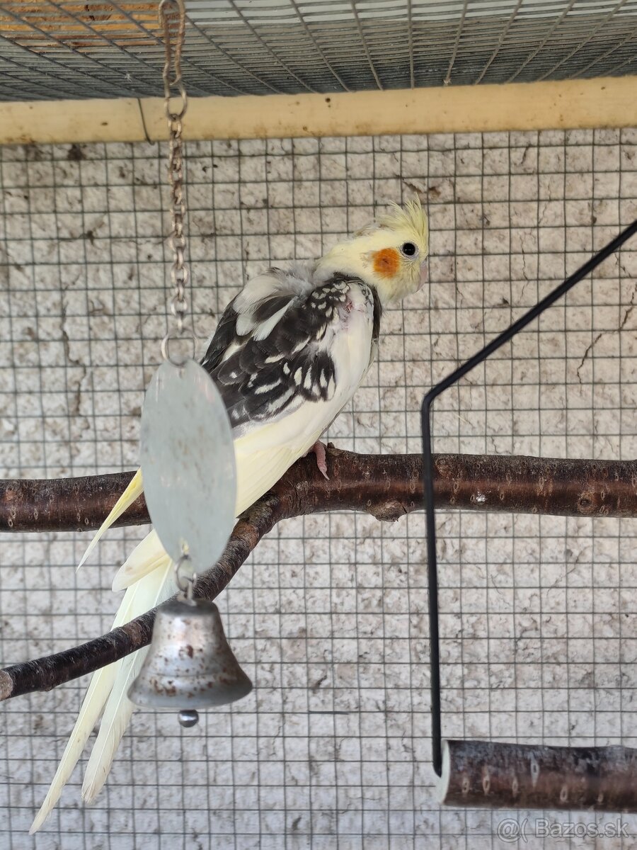 Korela chocholata - 2