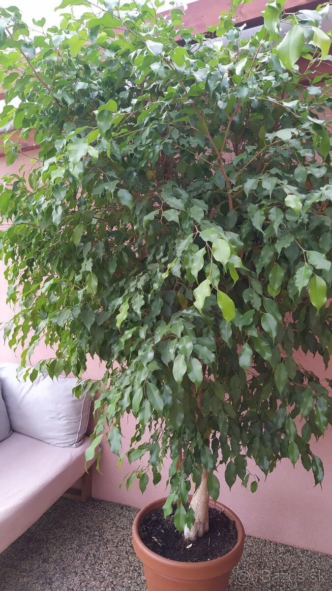 Predám fikus drobnolisty. - 2