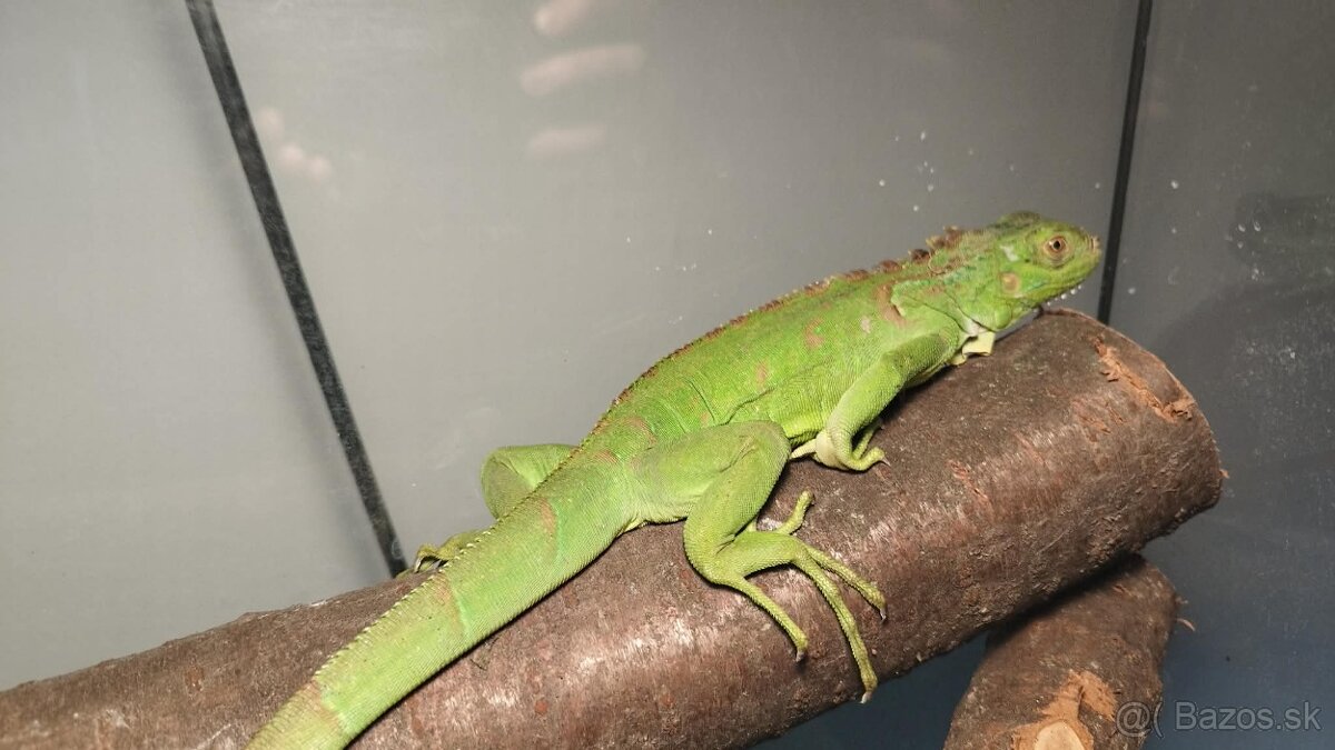 LEGUAN ZELENY + KOMPLET terarium 100 × 40 × 80 cm - 2