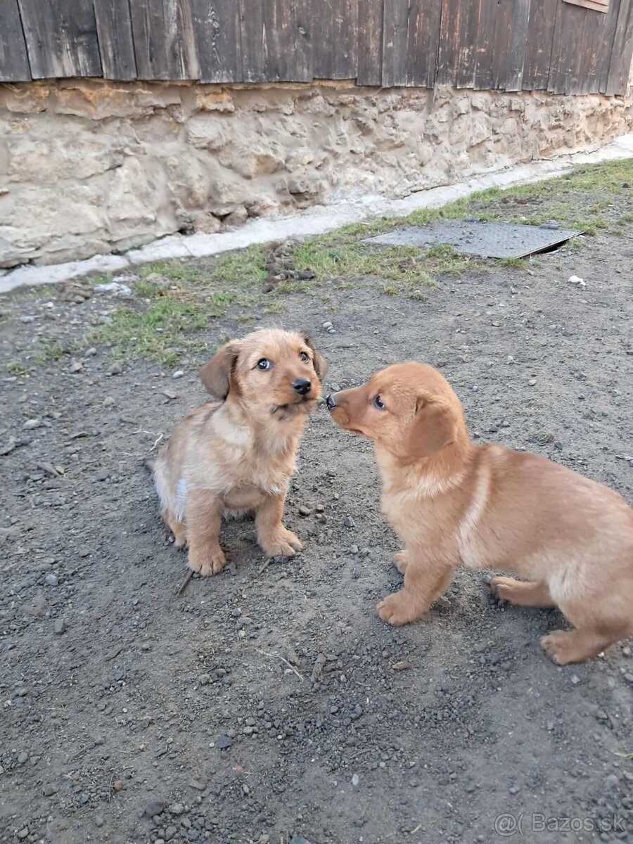 Predám šteniatka jazvečíka - 2