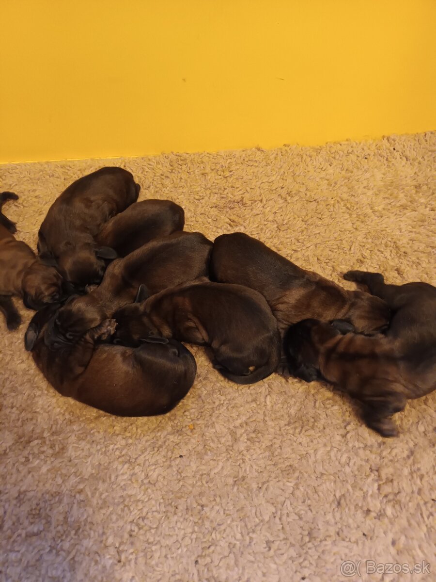 Bavorský farbiar - 2