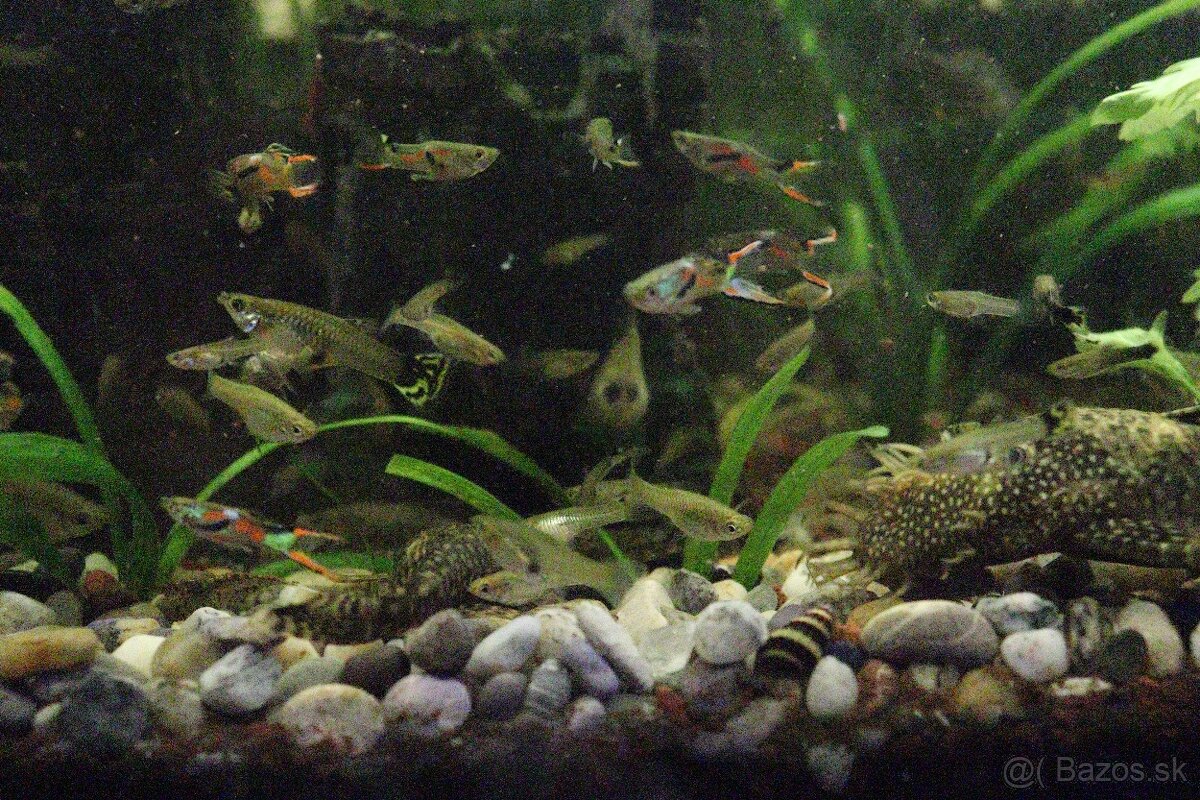 Predám Gupky Endlerove - 2