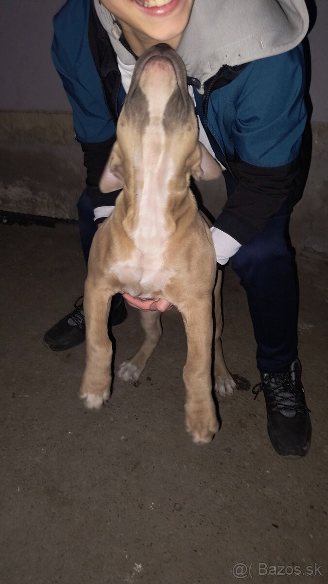 Americký stafordšírsky teriér - 2