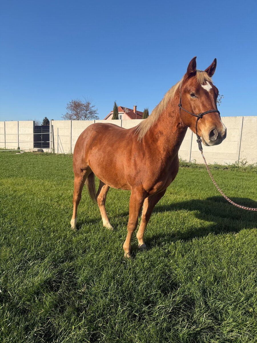 Predám QH žrebca - 2