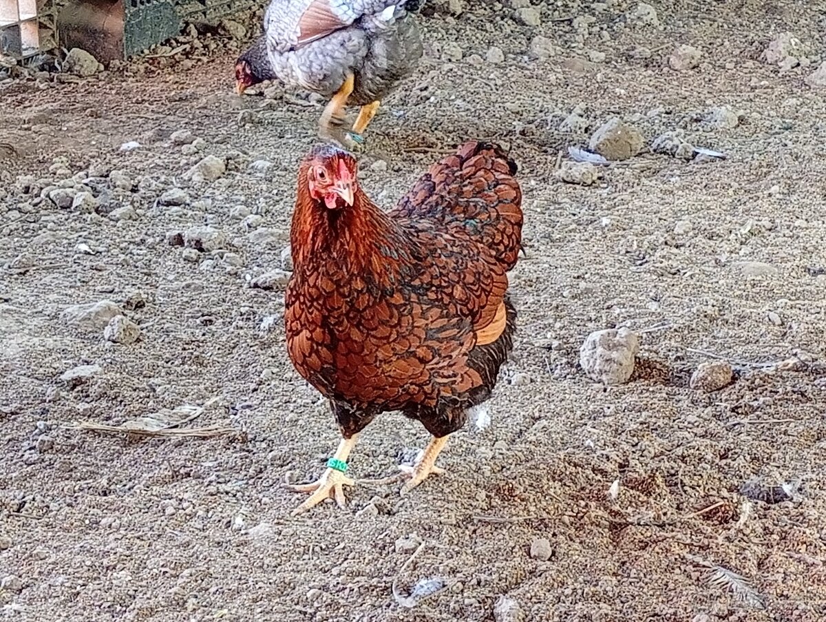 Wyandotka zdrobnela. - 2