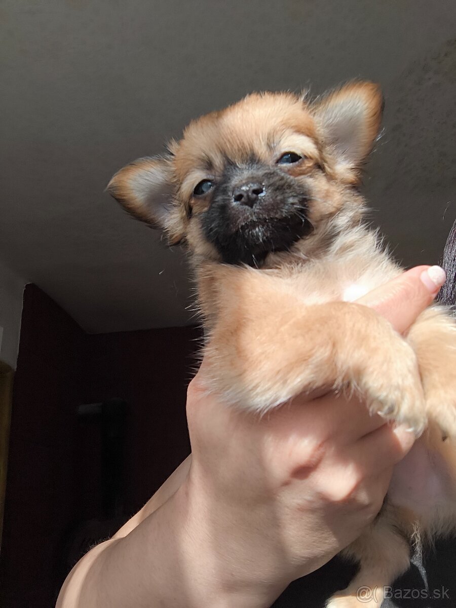 Čivava dlhosrsta šteniatka - 2