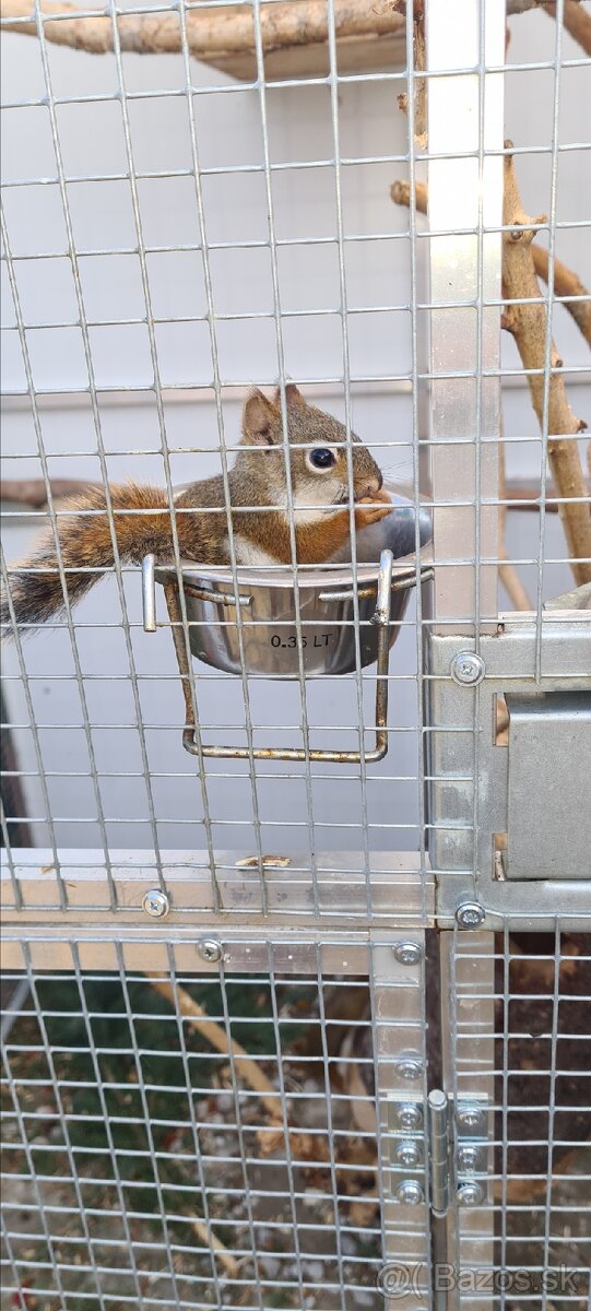 Vevericka kanadska - 2