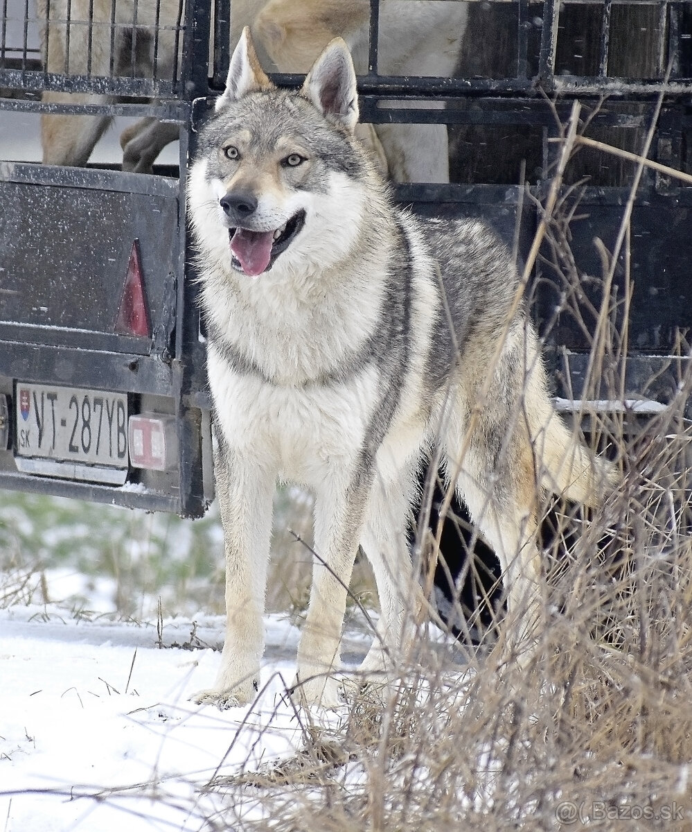 šteniatka československy vlčiak - 2