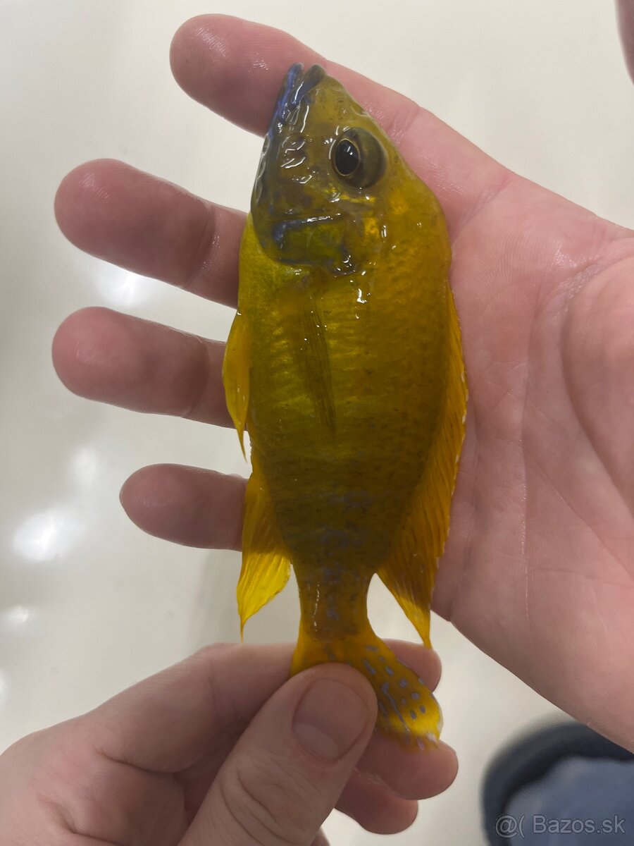 Africké cichlidy, rôzne druhy - 2