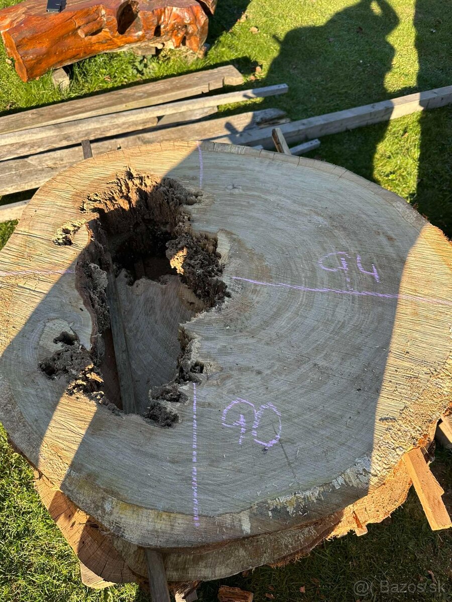 Vysušené dubové koláče / priečne rezy, dub - 2