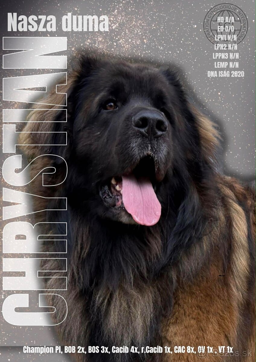Leonberger - 2