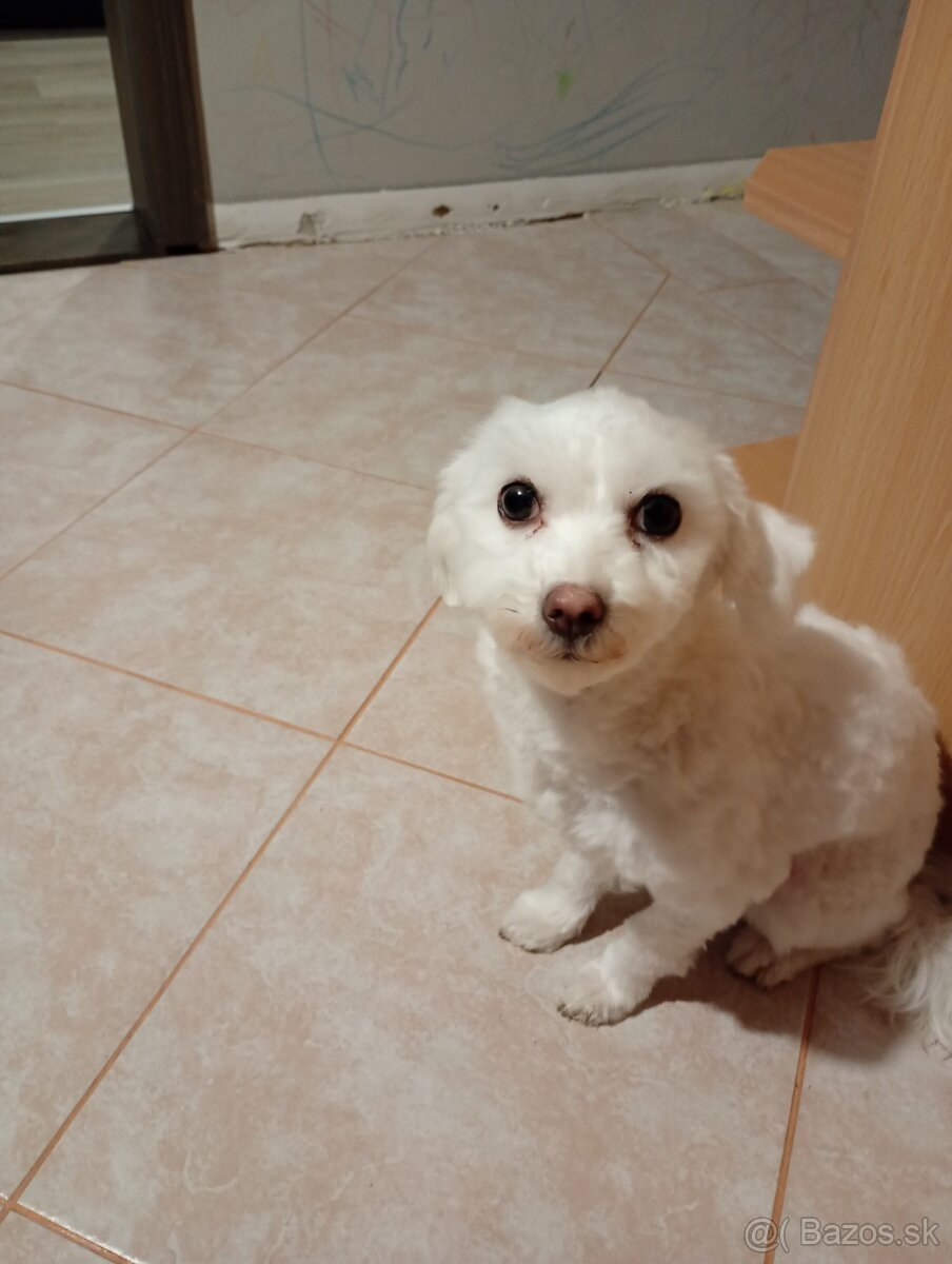 Maltezak fenka - 2