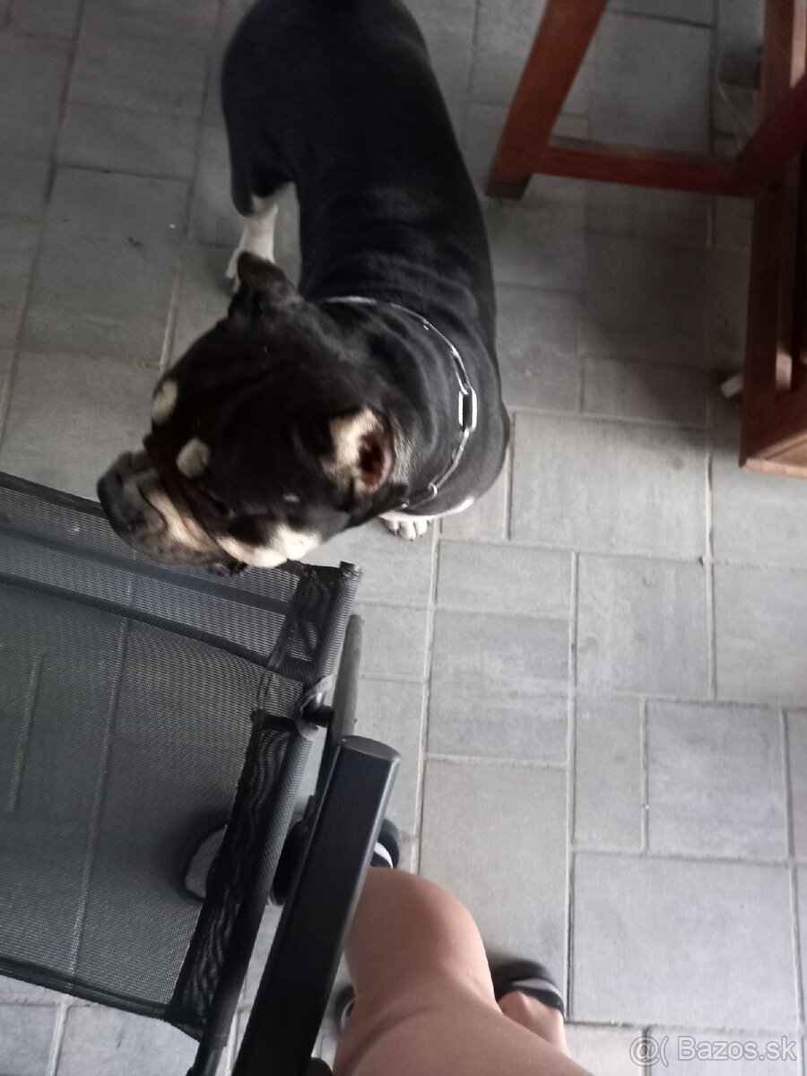 American Bully POCKET tricolour Krytie - 2