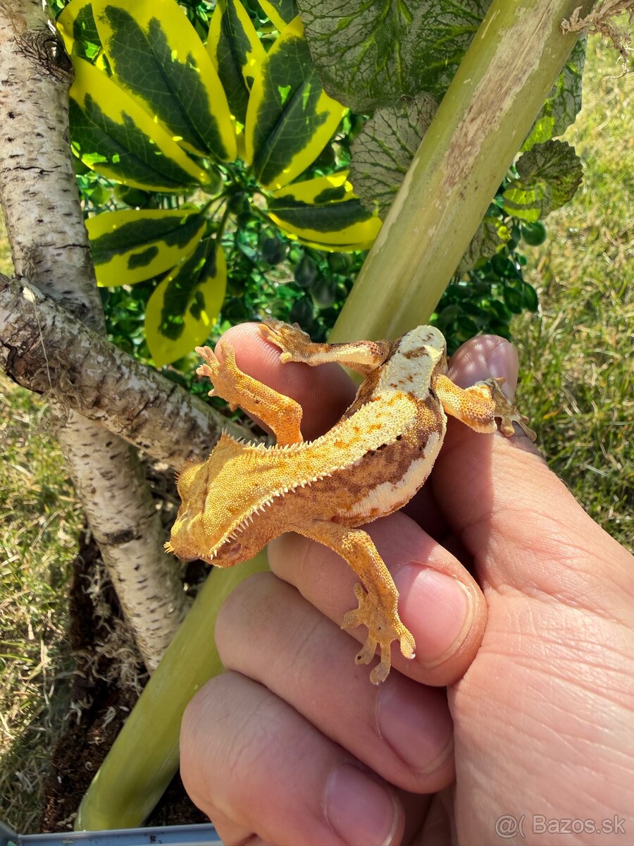 Terárium + Pagekon riasnatý Crested gecko - 2