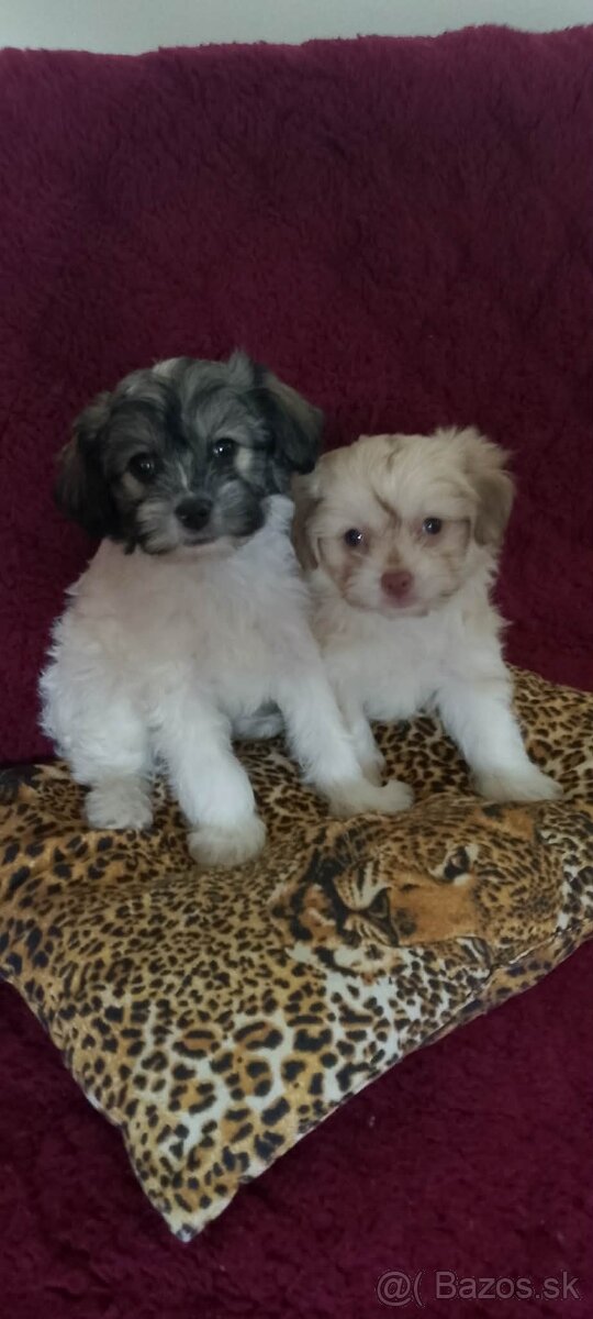 Shi tzu - 2
