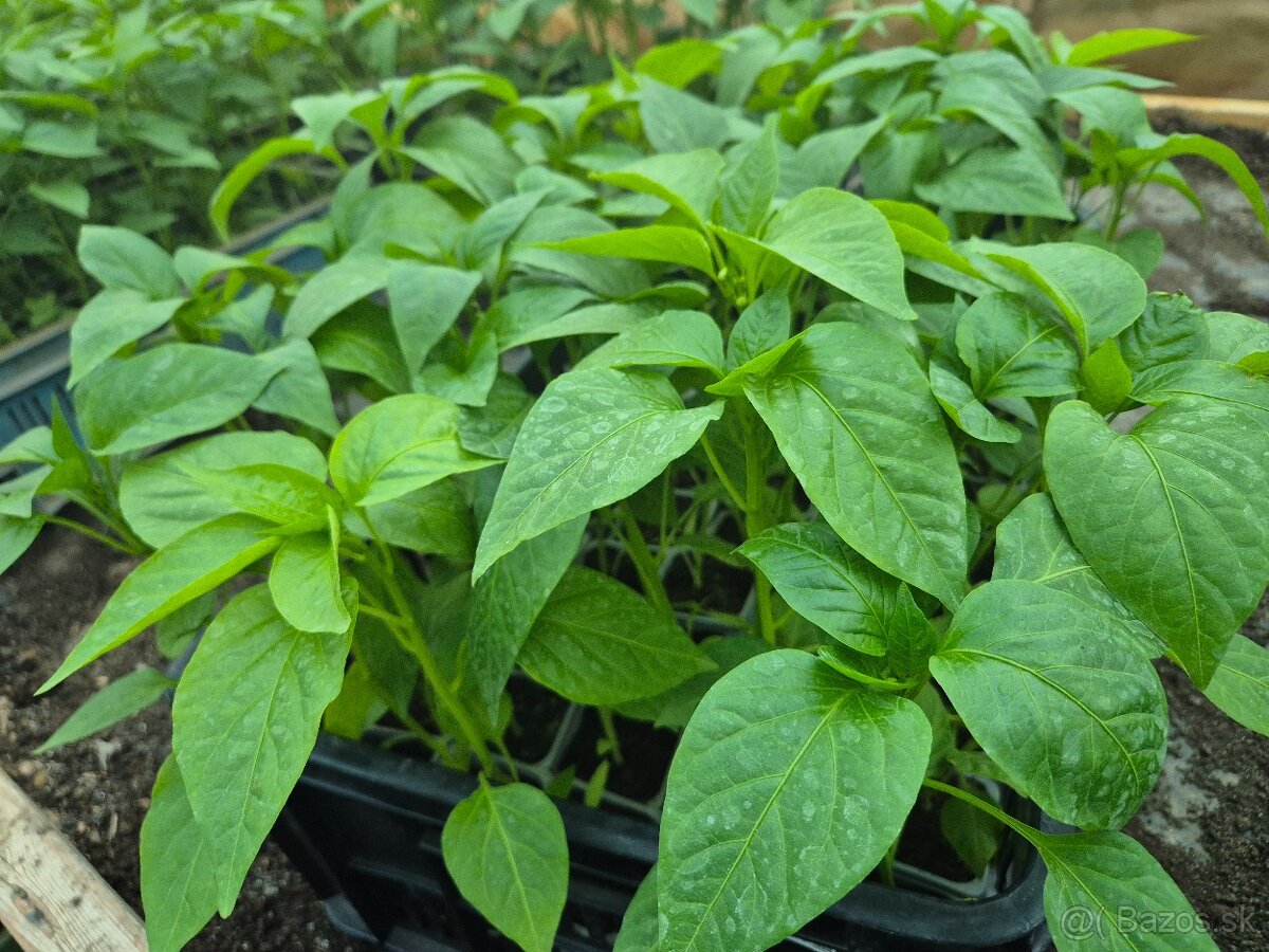 Pedám priesady planty - 2