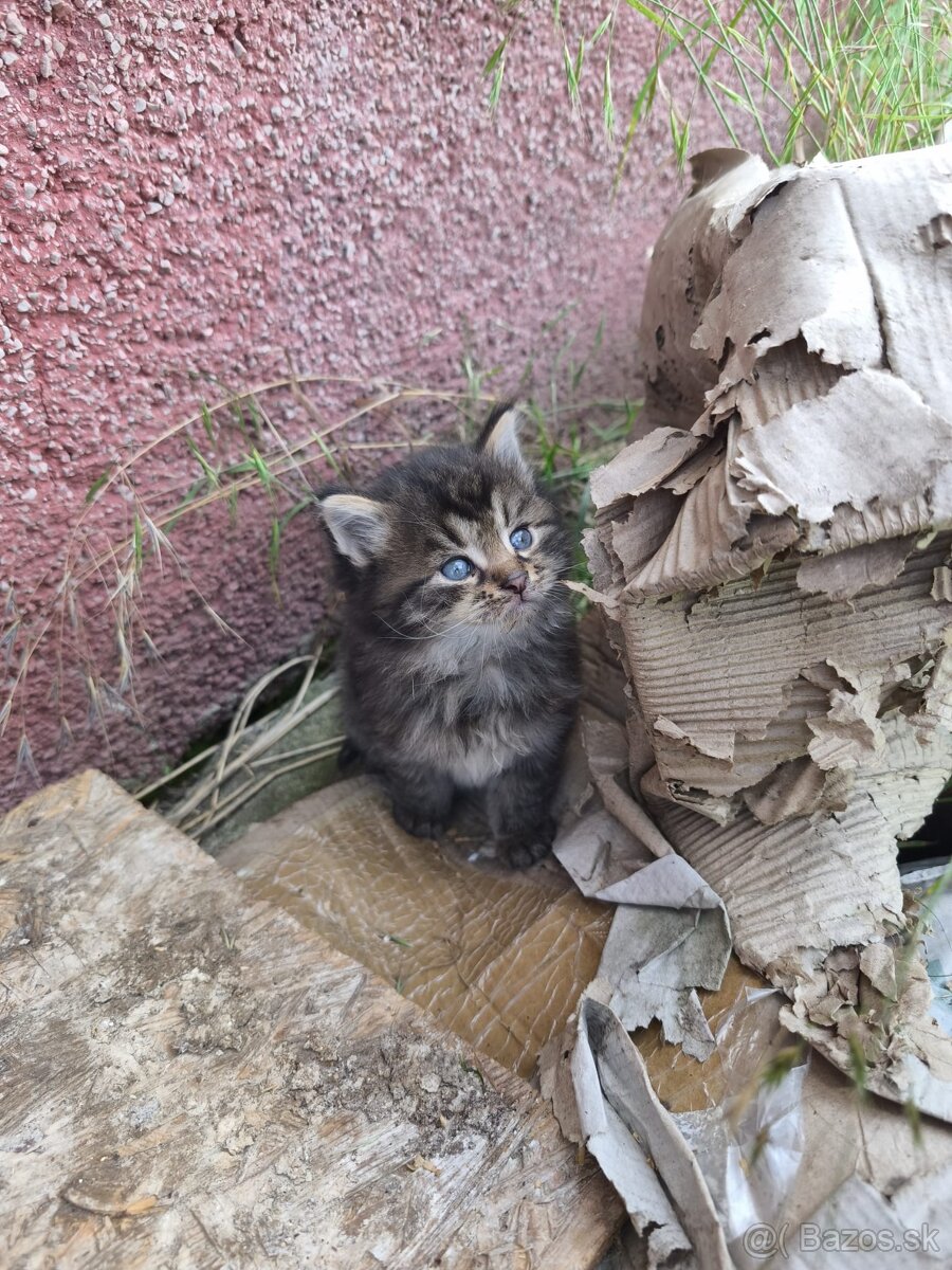 Maine coon - 2