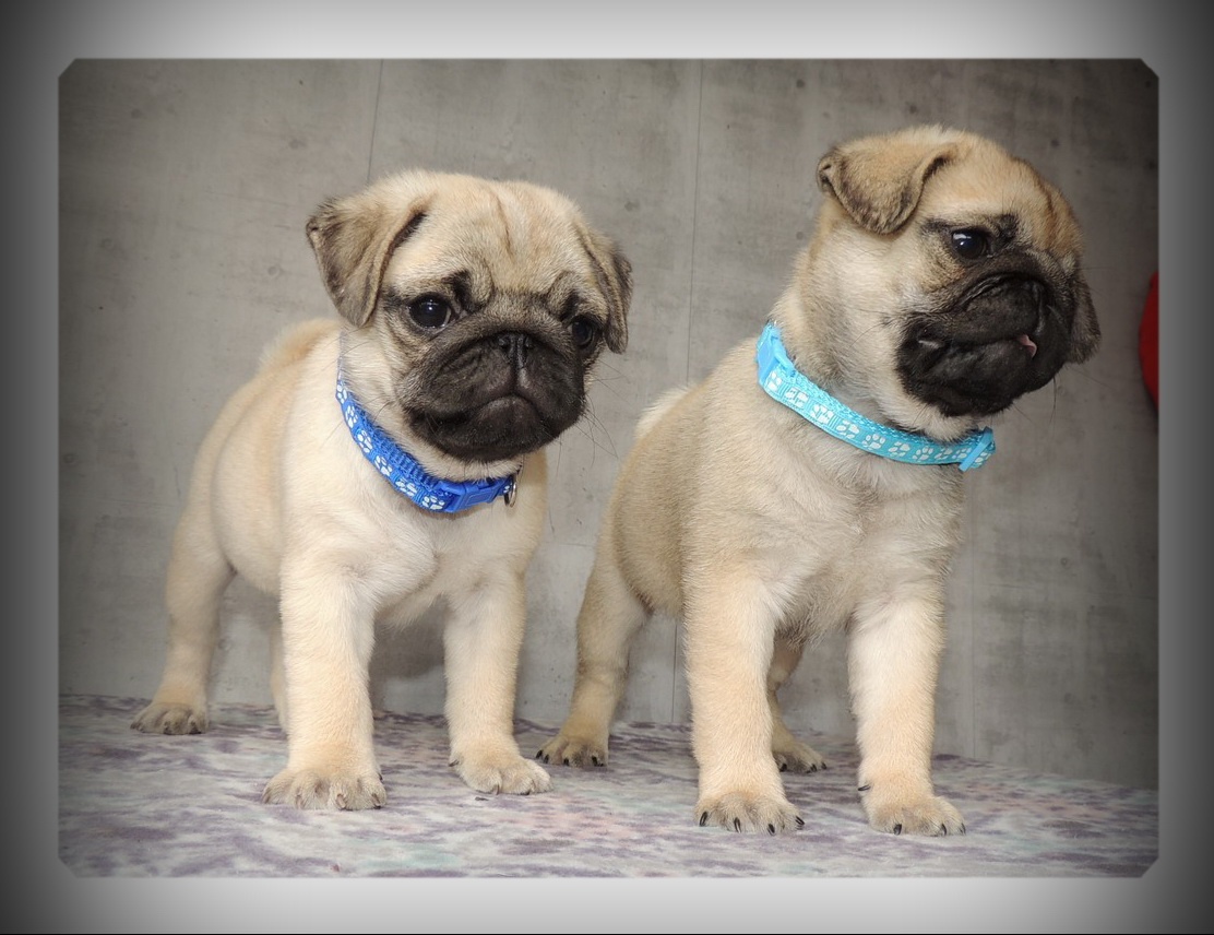MOPS s PP.FCI. - 2