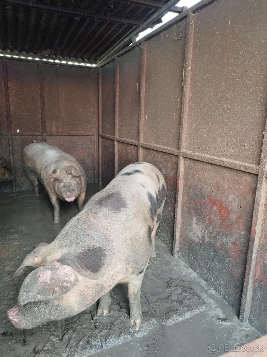 Predám prasatá - 2