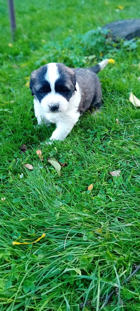 Moskovský strážny pes - 2