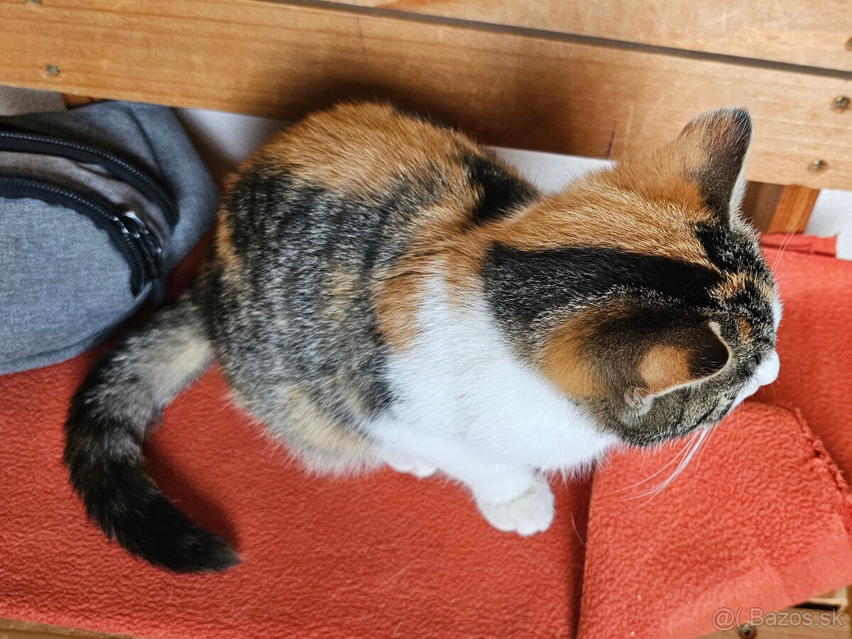 Darujem trojfarebnú mačičku - 2
