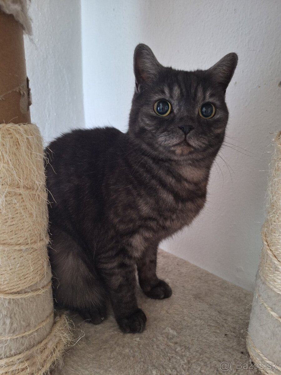 Britská mačička čierna - 2