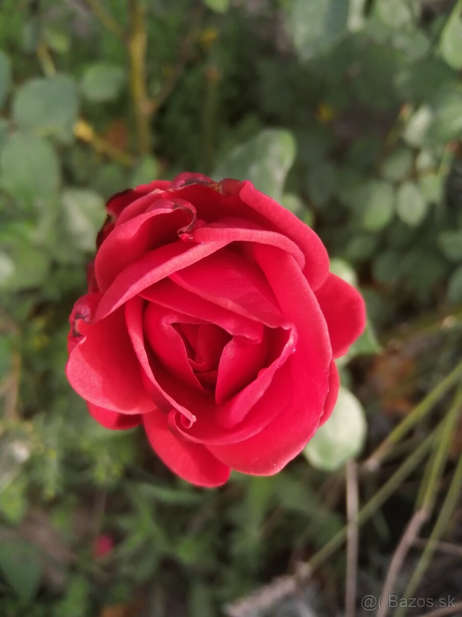 Červené ruže kríčkové - 2