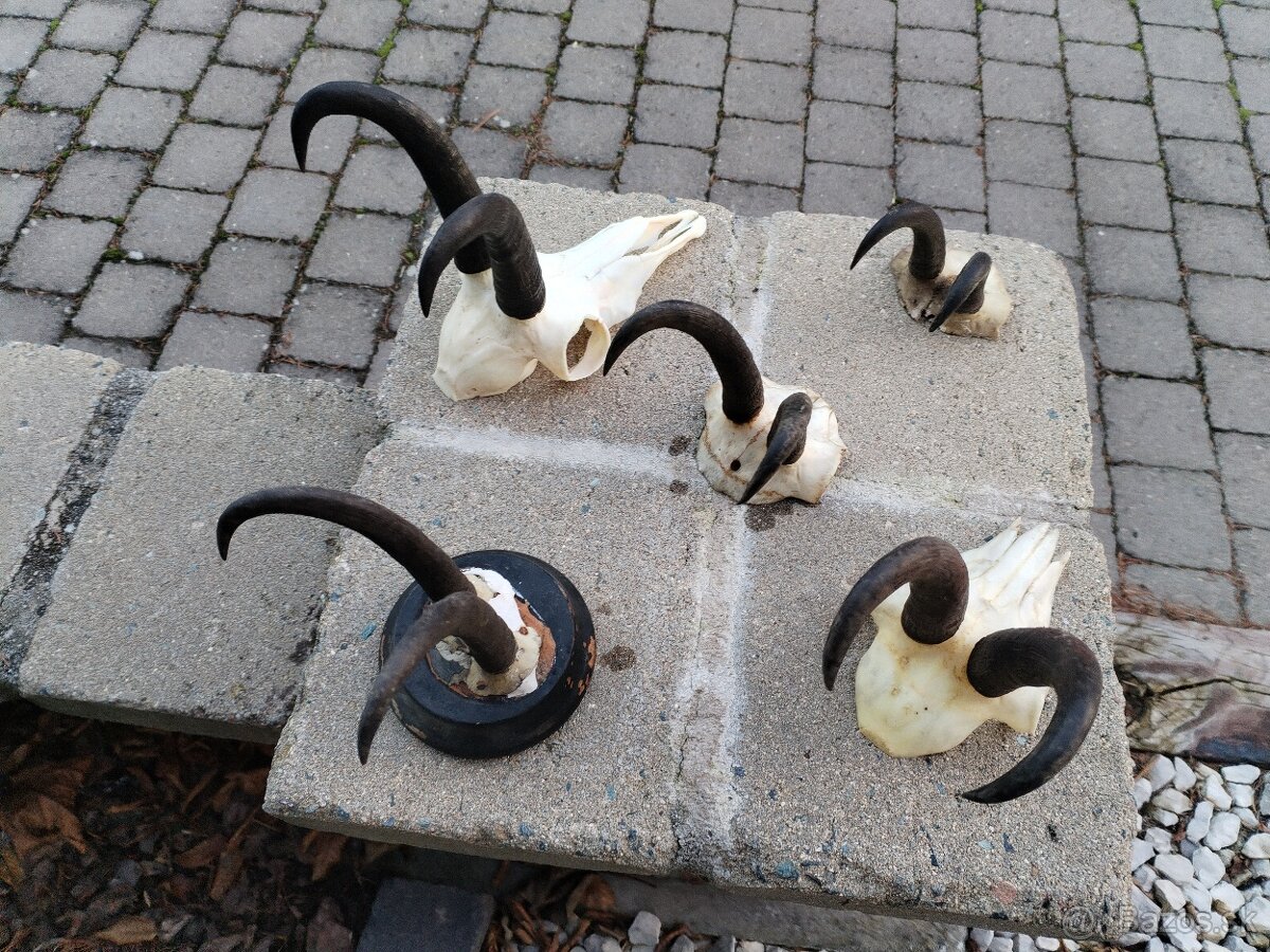 Trofeje kamzikov - 2