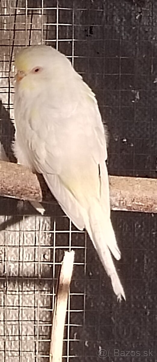 Predám vtáctvo - 2