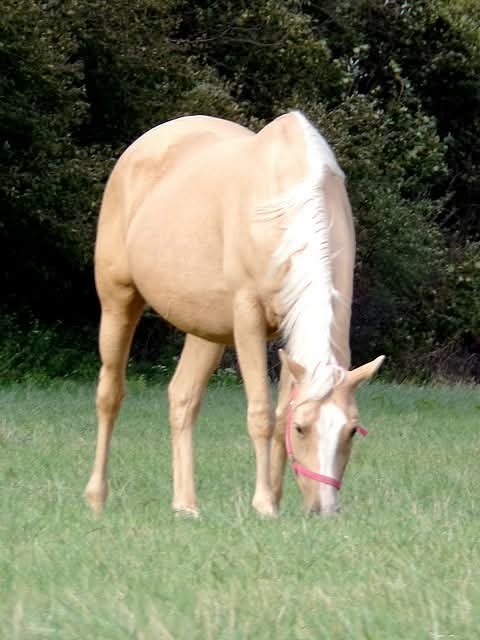 Appaloosa kobyla - 2