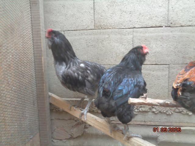 Ameraucana a Araucana - 2