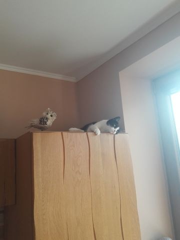 Hotel pre mačky - 2