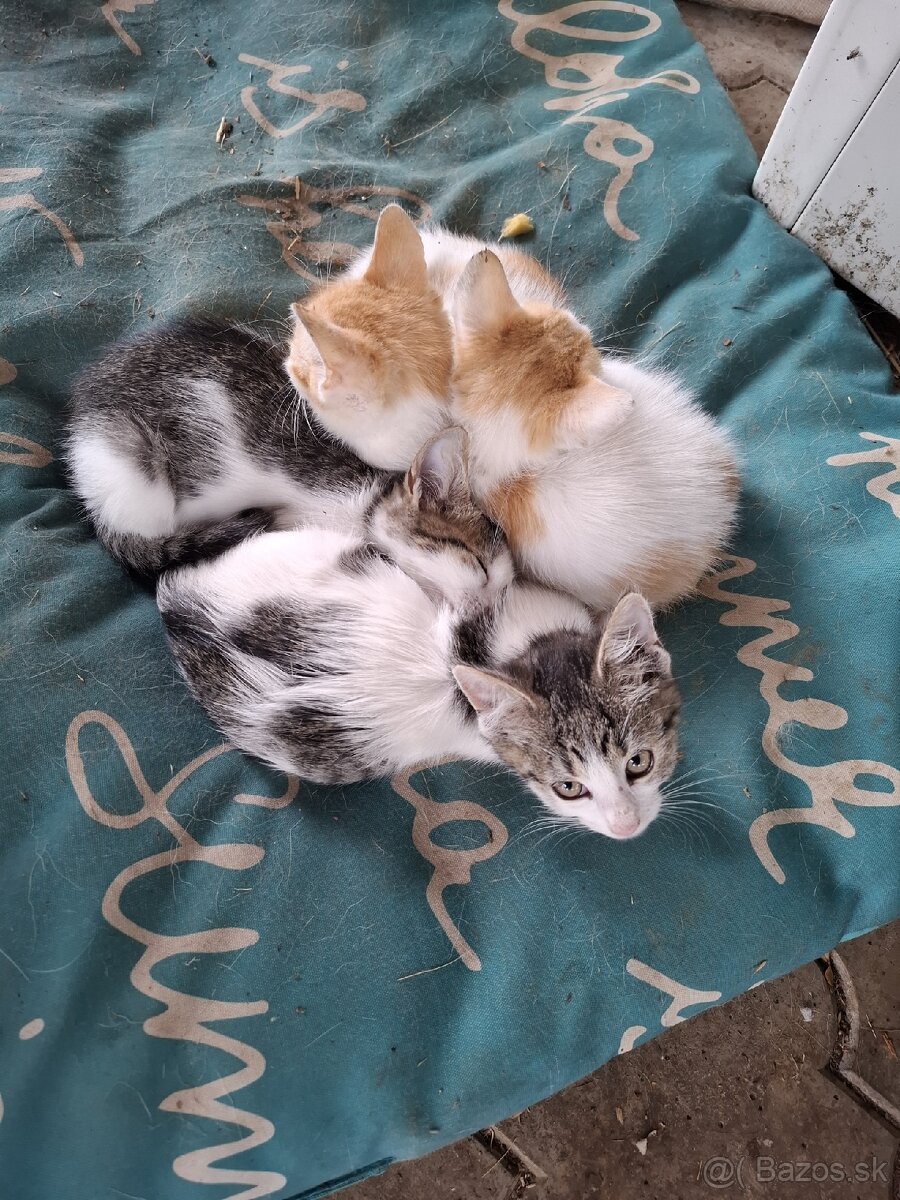 Darujem mačiatka - 2