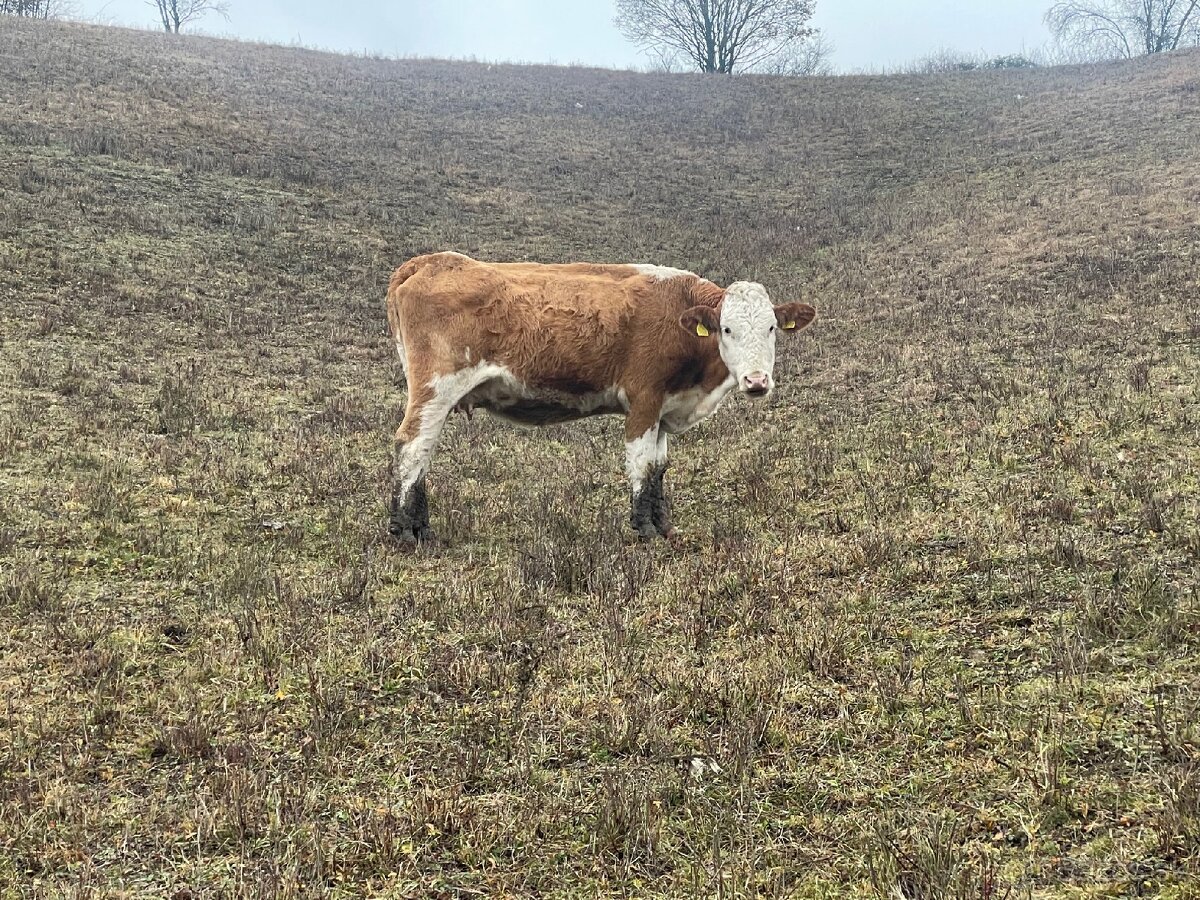 Slovenska strakata ss - 2