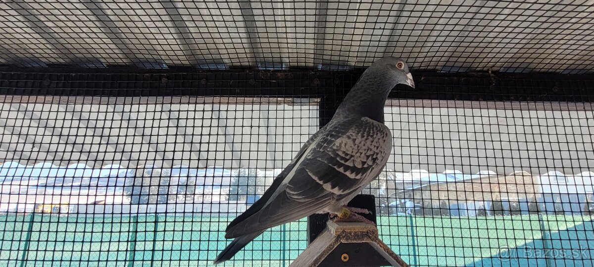 Poštové holuby - 2