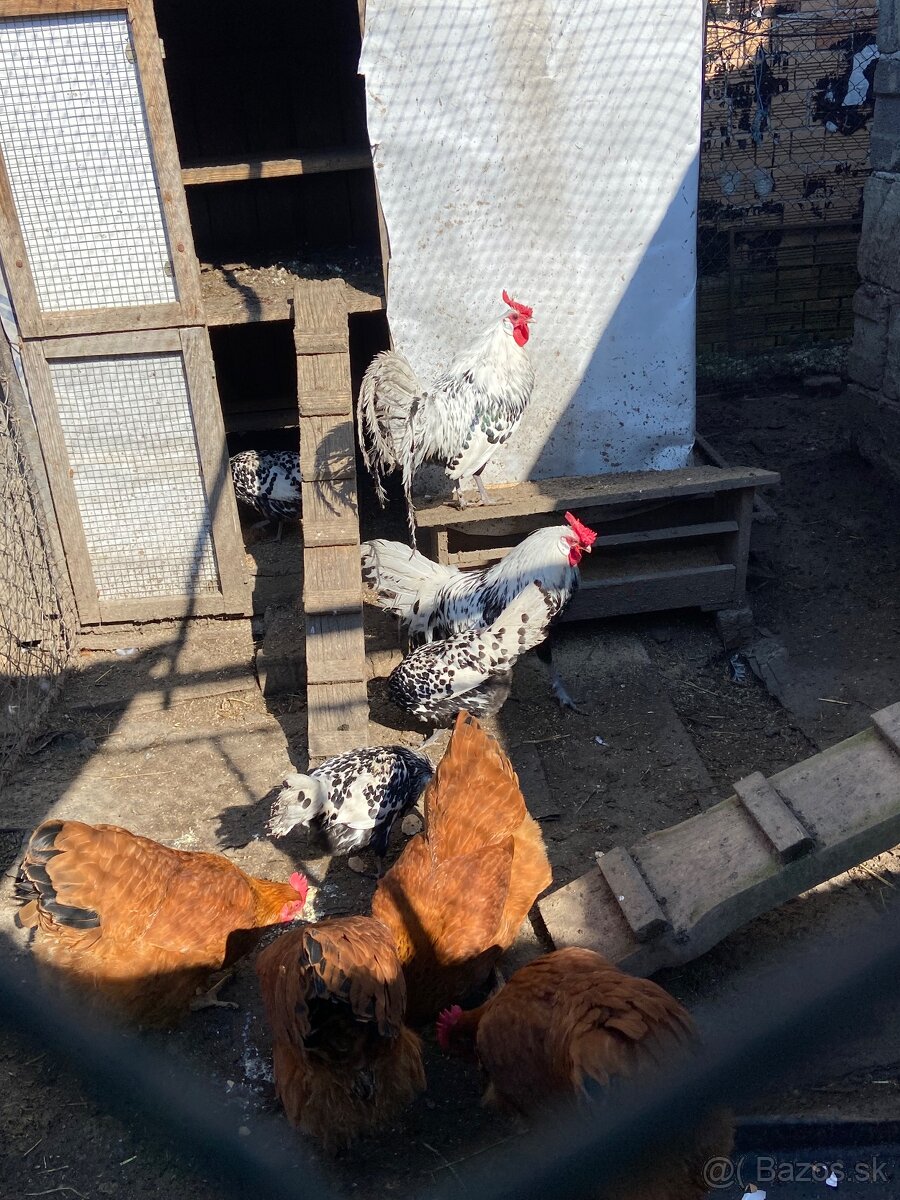 Hamburčanka - kohut a kuriatka - 2