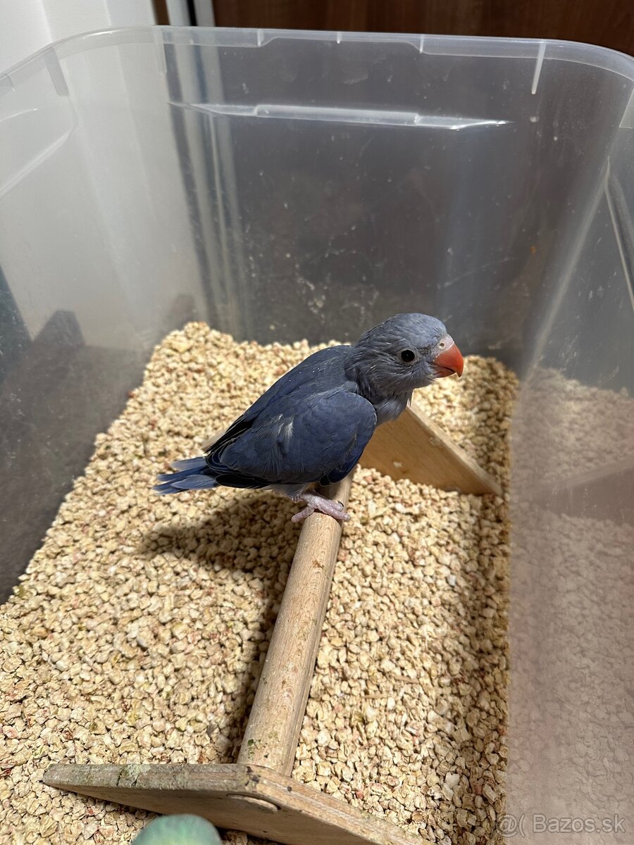 Alexander maly - rucne dokrmenie - 2