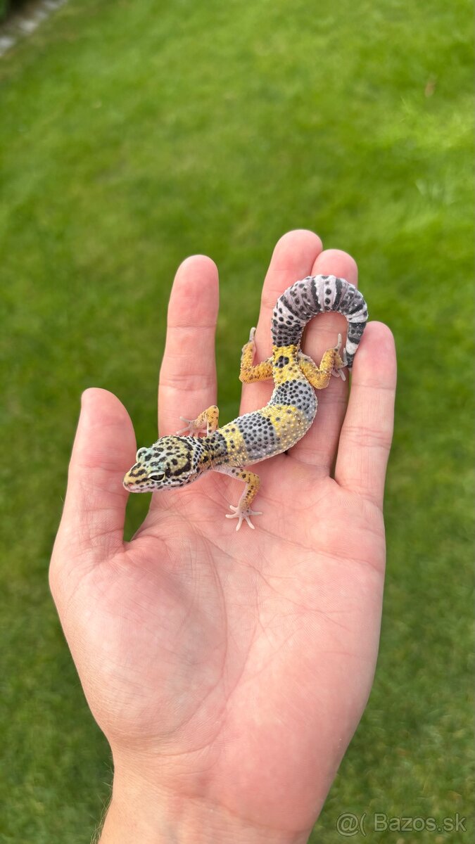 Gekončík nočný - samice 2025 - 2