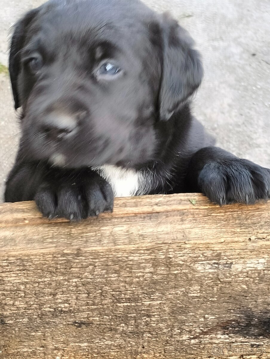 Ponuka šteniatok - 2