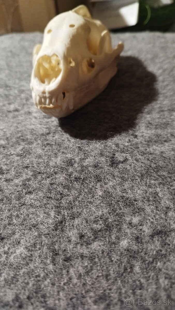 Predám lebku jazveca parožie, zhody, trofeje. - 2
